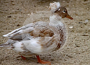 Crested duck waddles along the sand