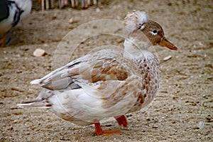 Crested duck waddles along the sand