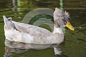 Crested Duck in water