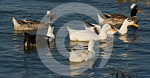 Crested Ducks