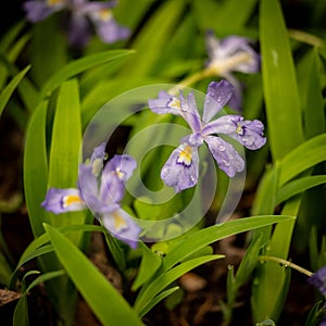 Crested Dwarf Iris Bloom with Rain Drops