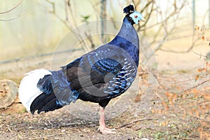 Crested fireback