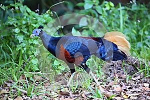 Crested fireback