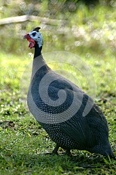 Crested Fireback