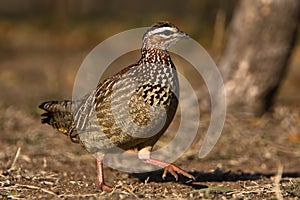 Crested Francolin