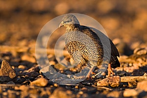 Crested Francolin
