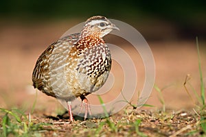 Crested Francolin