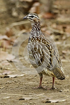 Crested Francolin, Dendroperdix sephaena