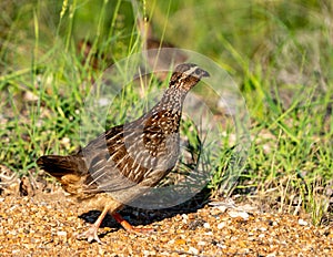 Crested francolin photographed in the wild.