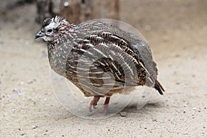 Crested francolin