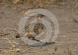 Crested francolin waliking at the Chobe River