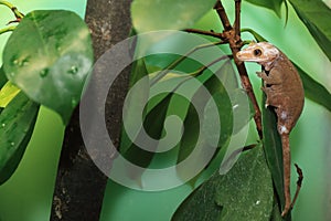 Crested gecko