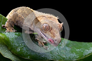 Crested Gecko