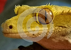 Crested gecko