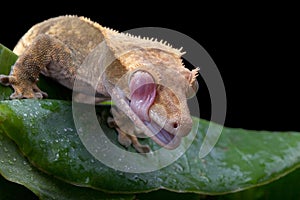 Crested Gecko