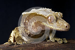 Crested Gecko