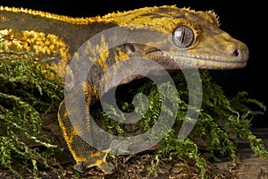 Crested Gecko