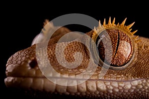 Crested gecko