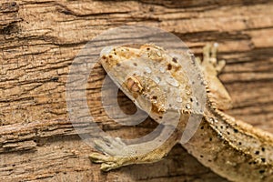 Crested Gecko