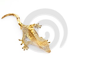 Crested Gecko