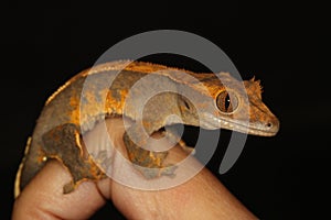 Crested Gecko