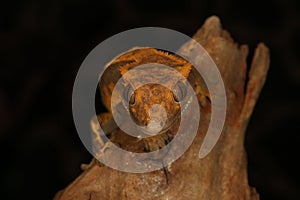 Crested Gecko