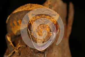 Crested Gecko