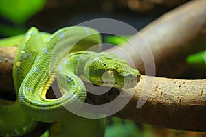 Crested Gecko