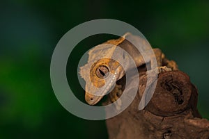 Crested Gecko