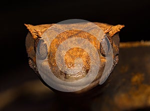 Crested Gecko