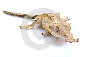 Crested Gecko