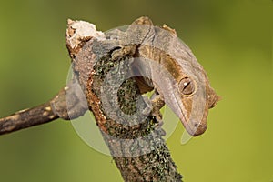 Crested gecko