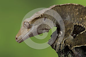 Crested gecko