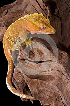 Crested gecko climbing photo