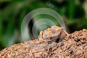 Crested gecko climbing a branch in a terrarium. (Correlophus ciliatus).