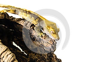 Crested gecko climbing stump isolated on white background