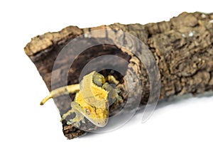 Crested gecko climbing stump isolated on white background