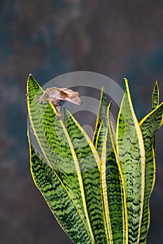 Crested gecko Correlophus ciliatu
