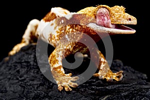 Crested gecko (Correlophus ciliatus)