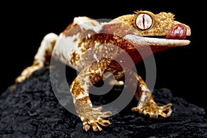 Crested gecko (Correlophus ciliatus)