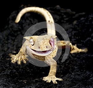 Crested gecko (Correlophus ciliatus)