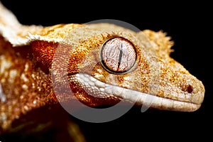 Crested gecko (Correlophus ciliatus)