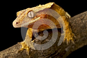 Crested gecko (Correlophus ciliatus)