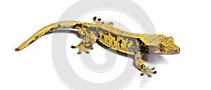 Crested gecko, Correlophus ciliatus, isolated on white