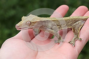 Crested Gecko Correlophus, ciliatus licking its lips on the palm of a hand