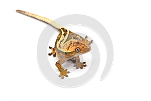 Crested gecko isolated on white background