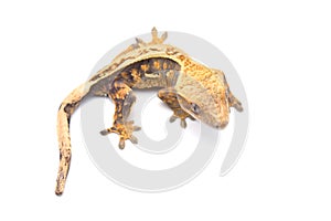 Crested gecko isolated on white background