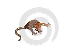 Crested gecko isolated on white background