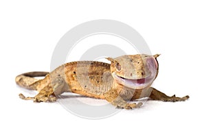 Crested gecko isolated on white background