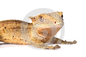 Crested gecko isolated on white background